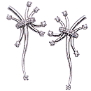 18K white gold Earrings (G/SI2, 0.68ct)  